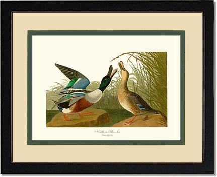 Duck, Northern Shoveler - Charting Nature