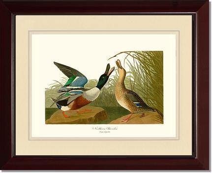 Duck, Northern Shoveler - Charting Nature