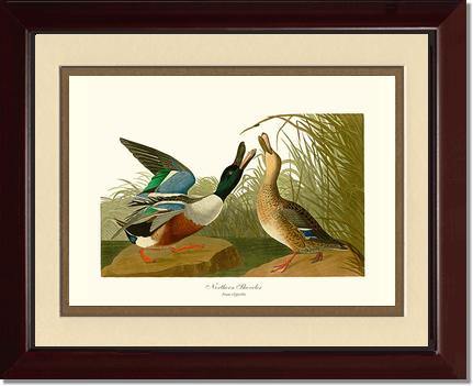 Duck, Northern Shoveler - Charting Nature