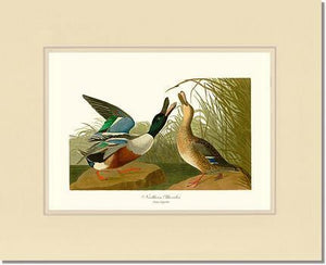 Duck, Northern Shoveler - Charting Nature