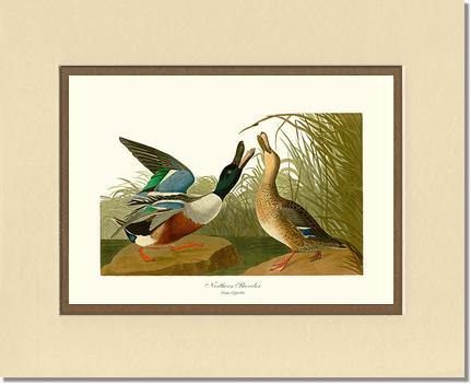 Duck, Northern Shoveler - Charting Nature