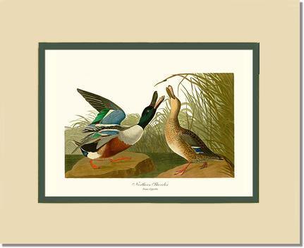 Duck, Northern Shoveler - Charting Nature