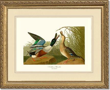 Duck, Northern Shoveler - Charting Nature