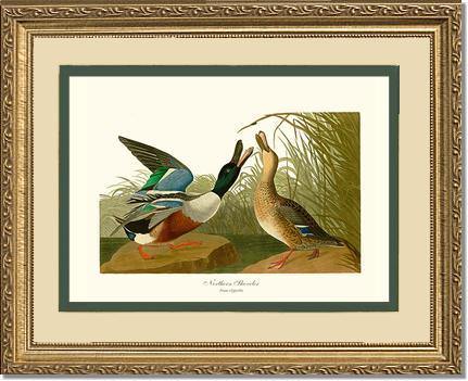 Duck, Northern Shoveler - Charting Nature