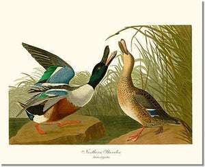 Duck, Northern Shoveler - Charting Nature
