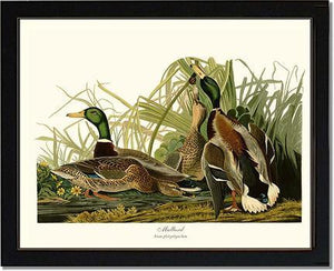 Mallard Duck - Charting Nature