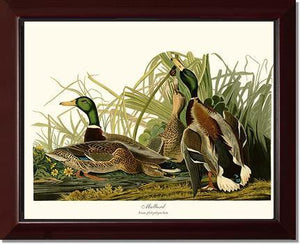 Mallard Duck - Charting Nature