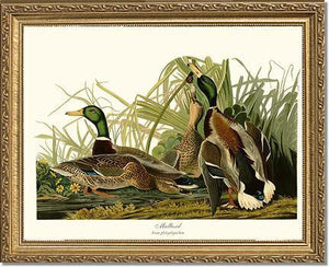 Mallard Duck - Charting Nature