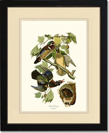 Wood Duck | Wildbird Wall Art Print