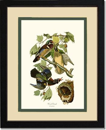 Wood Duck | Wildbird Wall Art Print