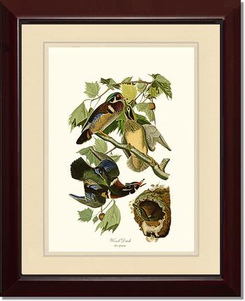 Wood Duck | Wildbird Wall Art Print