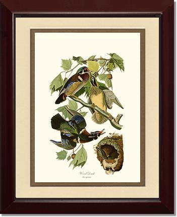 Wood Duck | Wildbird Wall Art Print