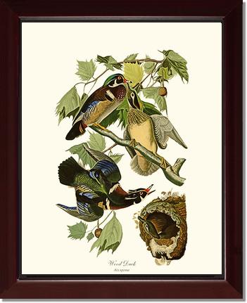 Wood Duck | Wildbird Wall Art Print