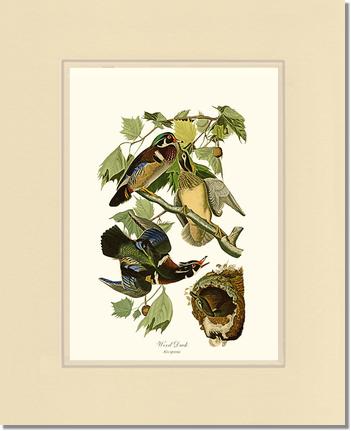Wood Duck | Wildbird Wall Art Print