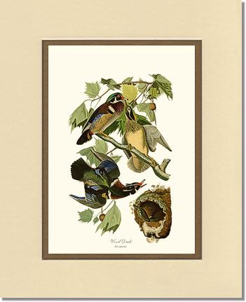 Wood Duck | Wildbird Wall Art Print