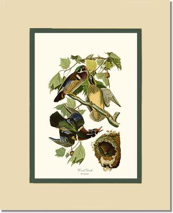 Wood Duck | Wildbird Wall Art Print