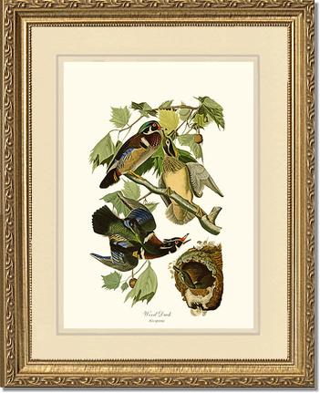 Wood Duck | Wildbird Wall Art Print