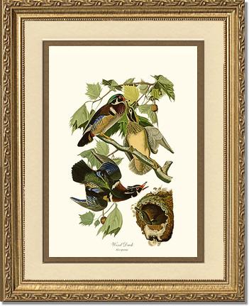 Wood Duck | Wildbird Wall Art Print