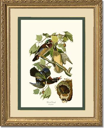 Wood Duck | Wildbird Wall Art Print