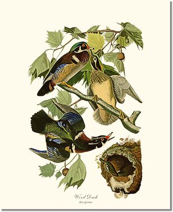 Wood Duck | Wildbird Wall Art Print