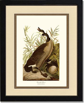 Canada Goose | Wildbird Wall Art Print