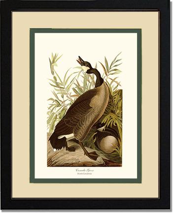 Canada Goose | Wildbird Wall Art Print