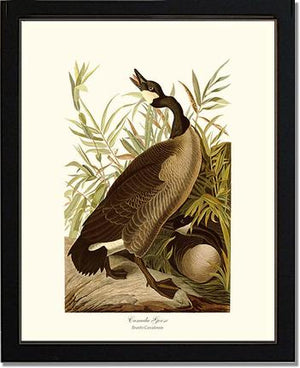 Canada Goose