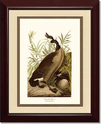 Canada Goose | Wildbird Wall Art Print
