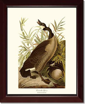 Canada Goose