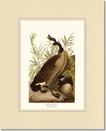 Canada Goose | Wildbird Wall Art Print
