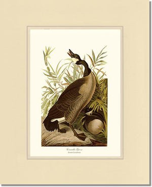 Canada Goose