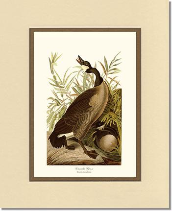 Canada Goose | Wildbird Wall Art Print