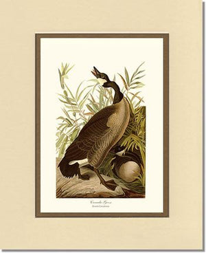 Canada Goose