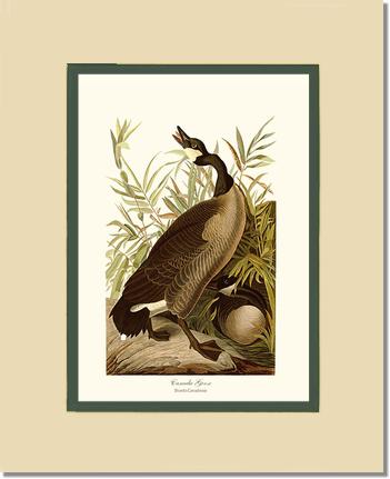 Canada Goose | Wildbird Wall Art Print