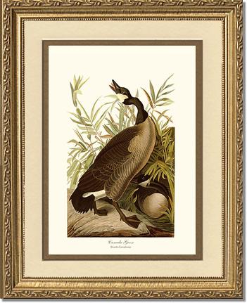 Canada Goose | Wildbird Wall Art Print