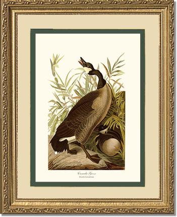 Canada Goose | Wildbird Wall Art Print