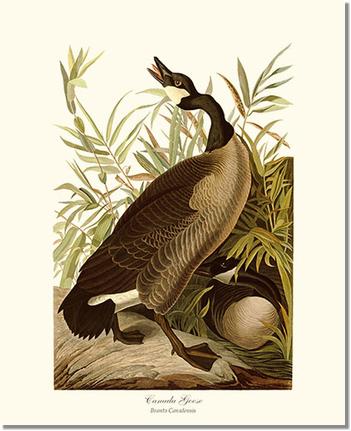 Canada Goose | Wildbird Wall Art Print