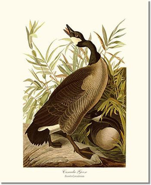 Canada Goose