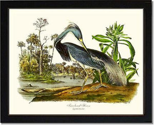 Louisiana Heron - Charting Nature