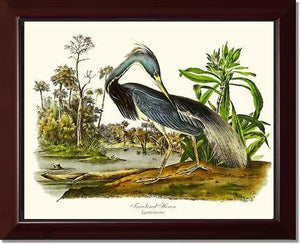 Louisiana Heron - Charting Nature