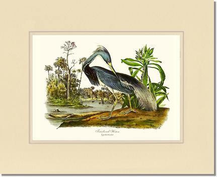 Louisiana Heron - Charting Nature