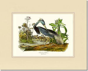 Louisiana Heron - Charting Nature