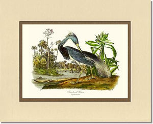 Louisiana Heron - Charting Nature