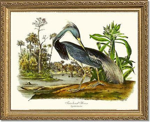 Louisiana Heron - Charting Nature