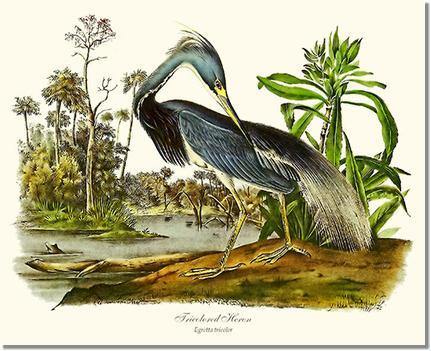Louisiana Heron Vintage Audubon Bird Wall Art Print