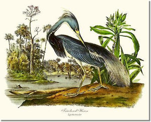 Bird Print: Heron, Tricolored