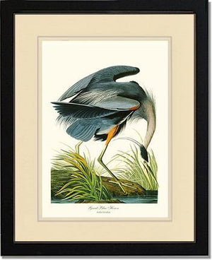 Heron, Great Blue - Charting Nature