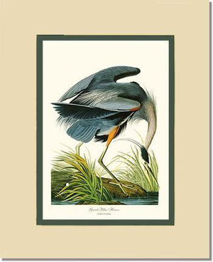 Heron, Great Blue - Charting Nature