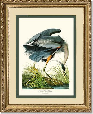 Heron, Great Blue - Charting Nature