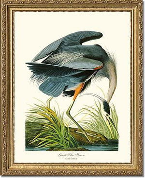 Heron, Great Blue - Charting Nature